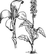 black and white photo of a blooming lily