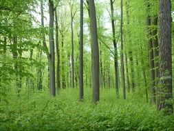 Beech forest in spring