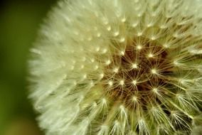 dandelion seed closeup