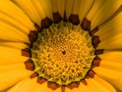 yellow bud of gazania