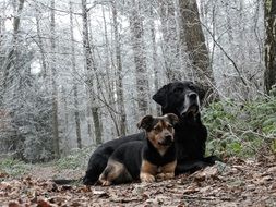 two dogs lie in the winter forest