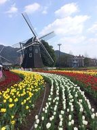 enchanting wind turbine spring