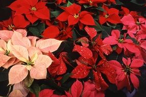 variety of poinsettias for christmas