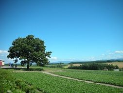 rural landscape in sunny summer day