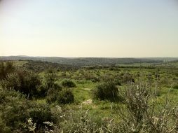 green plain in fluffy bushes