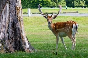 deer roe portrait antlers