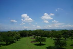 trees on the perfect green lawn