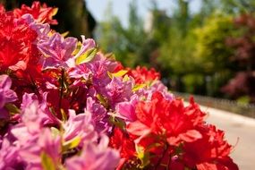 Colorful flowers and bushes