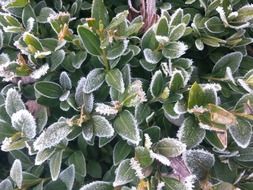 Green bush in winter