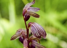 Close-up of the beautiful, purple, red and white, striped coralroot flower among the green plants