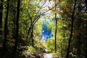 hiking path in the forest