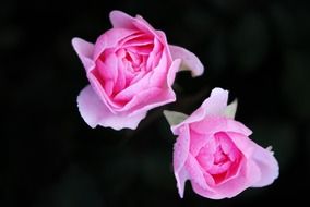 roses flowers on the black background