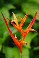 bird of paradise cute flower