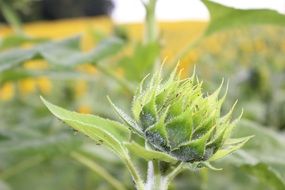 Green Sunflower Plant On The Field In Summer