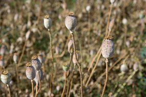 dry poppy seeds on a stalk