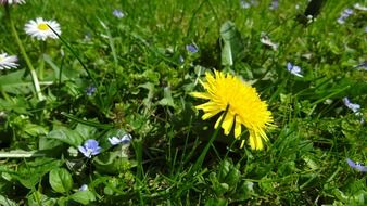yellow dandelion among wildflowers