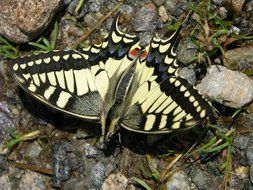 dovetail butterfly on rocky road