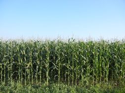 Corn field on a background of light blue sky