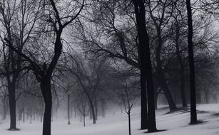 black trees and white snow in a winter park