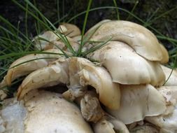 wild white mushroom and grass closeup