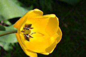 tulip flower perennial