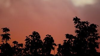 black trees silhouettes at the orange-pink sunset