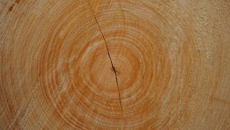 NAtural trunk