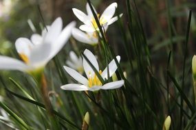 white flowers fresh plant closeup