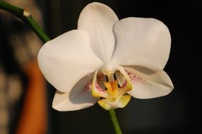 white orchid on stem