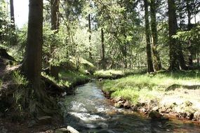 mountain stream in the forest