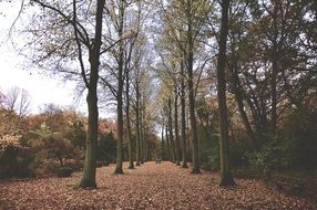 fascinating autumn fall leaves