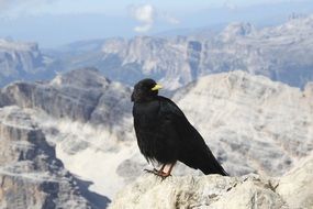 Black chough bird on the background of beautiful Dolomites mountains in Italy