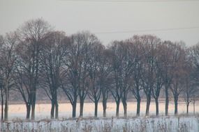 row of flat trees in a snowy landscape