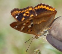 lesser purple emperor butterfly