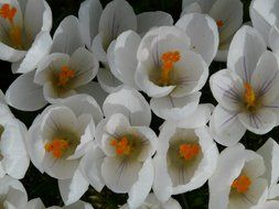 top view on white crocus with yellow pistils