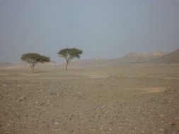 two lonely trees in the desert in Egypt