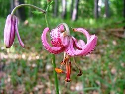 Photo of turk's cap lily