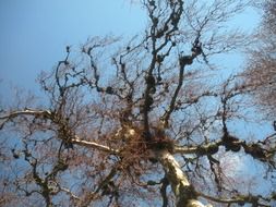 tree in detail in winter