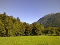 forest at mountain, landscape, italy, friuli-venezia giulia