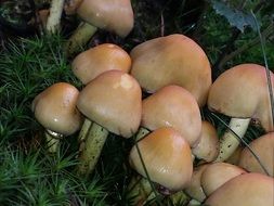 tiny mushrooms in the grass