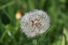 dandelion with seeds on a blurred background