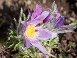 purple flower with thin leaves in the garden