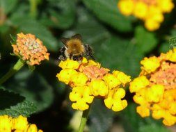 bee on lantana flower