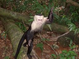 wild monkey in costa rica