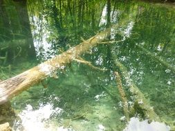Trees in water