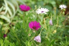 terrific purple flower