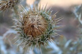 faded thistle flower