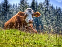cow on a mountain meadow