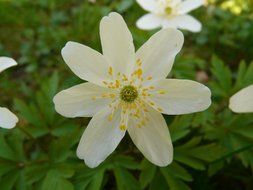 anemone with yellow pistils closeup