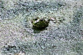 toad head in a flowering pond